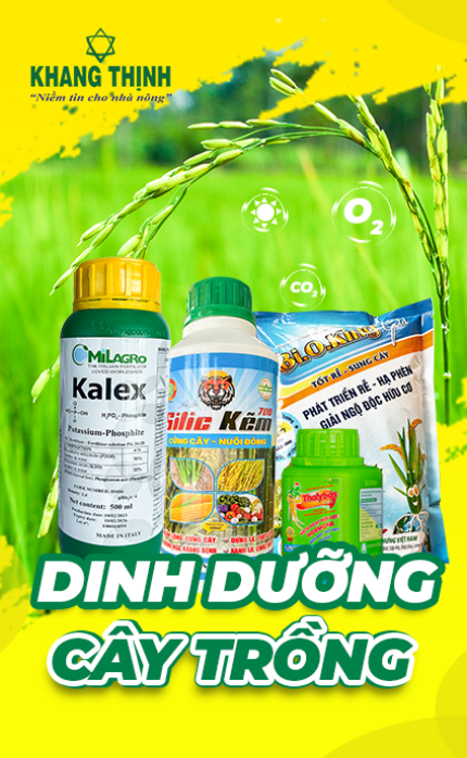 DINH DƯỠNG CÂY TRỒNG